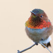 Allen's Hummingbird